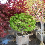 Acer palmatum (Sharps Pygmy) Dwarf Japanese Maple